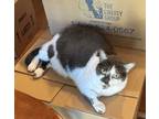Adopt Patch - In Foster a Gray or Blue Domestic Shorthair / Domestic Shorthair /