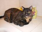 Adopt Lucy - In Foster a Brown or Chocolate Domestic Shorthair / Domestic