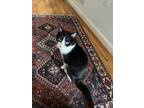 Adopt Or E O - In Foster a All Black Domestic Shorthair / Mixed Breed (Medium) /