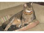 Adopt Snuggles - Available In Foster a Gray or Blue Domestic Shorthair /