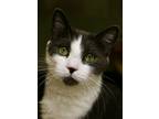 Adopt Wish - Available In Foster a Gray or Blue Domestic Shorthair / Mixed Breed