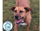Adopt Annie a Brown/Chocolate Mixed Breed (Large) / Mixed dog in Walla Walla