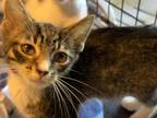 Adopt Pippy a All Black Domestic Shorthair / Domestic Shorthair / Mixed cat in