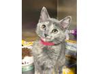 Adopt Angelface a Gray or Blue Domestic Shorthair / Domestic Shorthair / Mixed