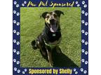 Adopt Lucky Star a Black Shepherd (Unknown Type) / Mixed dog in Arlington