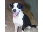 Adopt Rhiannon a Black Border Collie / Mixed Breed (Medium) / Mixed dog in