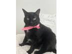 Adopt Shadow a All Black Domestic Shorthair / Domestic Shorthair / Mixed cat in