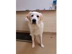 Adopt Bernie Macaroni Marshmallow a White Great Pyrenees / Mixed dog in