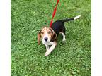 Adopt Elvis a Brown/Chocolate Beagle / Mixed dog in Vienna, OH (39019735)