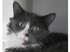 Adopt CINNAMON a Gray or Blue Domestic Longhair / Mixed cat in West Seneca