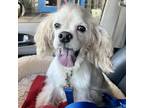 Adopt Elvis a White - with Tan, Yellow or Fawn Cocker Spaniel / Mixed dog in