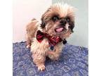 Adopt Boogie a Brown/Chocolate Shih Tzu / Mixed dog in Show Low, AZ (38939083)
