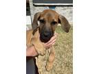 Adopt Khaleesi a Tan/Yellow/Fawn Black Mouth Cur / Mixed dog in Fort Worth