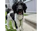 Adopt Roxy a Poodle