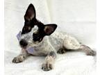 Adopt Evergreen a Black Australian Cattle Dog / Mixed dog in Picayune