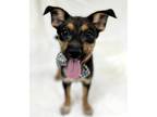 Adopt Everest a Gray/Blue/Silver/Salt & Pepper Australian Cattle Dog / Mixed dog