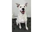 Adopt Mossie a White Dalmatian / Mixed dog in Cedar Hill, TX (39015413)