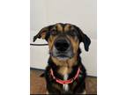 Adopt Hey Dude a Black German Shepherd Dog / Mixed dog in Quincy, IL (39170767)