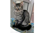 Adopt Cosmo a Gray or Blue Domestic Shorthair / Domestic Shorthair / Mixed cat