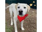 Adopt Cheerio - loves other dogs! a White - with Tan, Yellow or Fawn Labrador