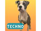 Adopt Techno a Gray/Blue/Silver/Salt & Pepper Terrier (Unknown Type