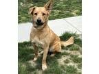 Adopt Biscuit a German Shepherd Dog, Mixed Breed