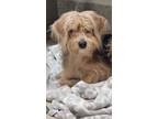 Adopt Dorita a Yorkshire Terrier, Terrier