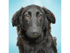 Adopt Scrabble a Black Mixed Breed (Medium) / Mixed dog in Asheville
