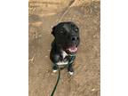 Adopt GIADA a Black Cane Corso / Boxer / Mixed dog in Fort Worth, TX (38967784)