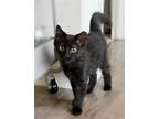 Adopt Cola (Courtesy Post) a Black (Mostly) Domestic Shorthair / Mixed (short