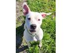 Adopt Hope SCAS a Pit Bull Terrier