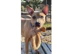 Adopt Chino a Tan/Yellow/Fawn Mixed Breed (Large) / Mixed dog in Chesapeake