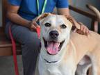 Adopt Jasper a Mixed Breed (Large) / Mixed dog in Brooklyn, NY (39063638)