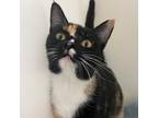 Adopt Lady a Calico or Dilute Calico Domestic Shorthair / Mixed cat in Cumming
