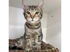 Adopt Dialga a Brown or Chocolate Domestic Shorthair / Mixed cat in Cumming