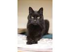Adopt Siva a All Black Domestic Shorthair / Mixed (short coat) cat in