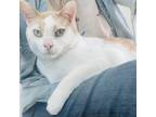 Adopt Zev a Orange or Red Domestic Shorthair / Mixed cat in West Des Moines