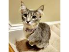 Adopt Periwinkle a Gray or Blue Domestic Shorthair / Mixed cat in Fairfax