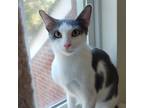 Adopt Kiwi a White Domestic Shorthair / Mixed cat in Fairfax Station