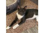 Adopt Morty a Gray or Blue (Mostly) Domestic Shorthair (short coat) cat in