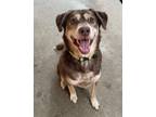 Adopt RANGER a Brown/Chocolate - with Tan Labrador Retriever / Husky dog in