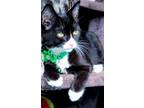 Adopt Mayonaka a Black & White or Tuxedo Domestic Shorthair (short coat) cat in