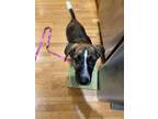 Adopt Margo a Brindle - with White Mixed Breed (Medium) / Spaniel (Unknown Type)