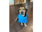 Adopt Howie a Black Basset Hound / Mixed dog in TULSA, OK (39052540)