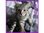 Adopt ANGEL a Brown Tabby Domestic Shorthair / Mixed (short coat) cat in Lawton