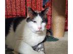 Adopt Smudge a Domestic Longhair / Mixed cat in Oceanside, CA (39036182)