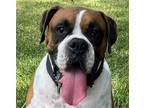 Adopt Joseph a Tricolor (Tan/Brown & Black & White) Boxer / Mixed dog in