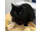 Adopt Frisky a All Black Domestic Longhair / Mixed cat in Ballston Spa