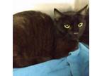 Adopt Panther a All Black Domestic Shorthair / Mixed cat in Ballston Spa