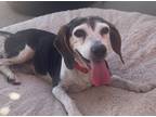 Adopt Shiloh a Tricolor (Tan/Brown & Black & White) Beagle / Mixed dog in